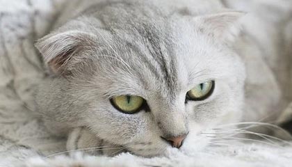 伊春伴游，定制QQ：3494206190微信：act1322